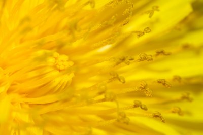 Pollen inside_4624664468_l.jpg